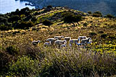Creta - costa meridionale a Sud di Retimo nei pressi di Frangokastelo. Gregge di pecore che pascola nella frigana.